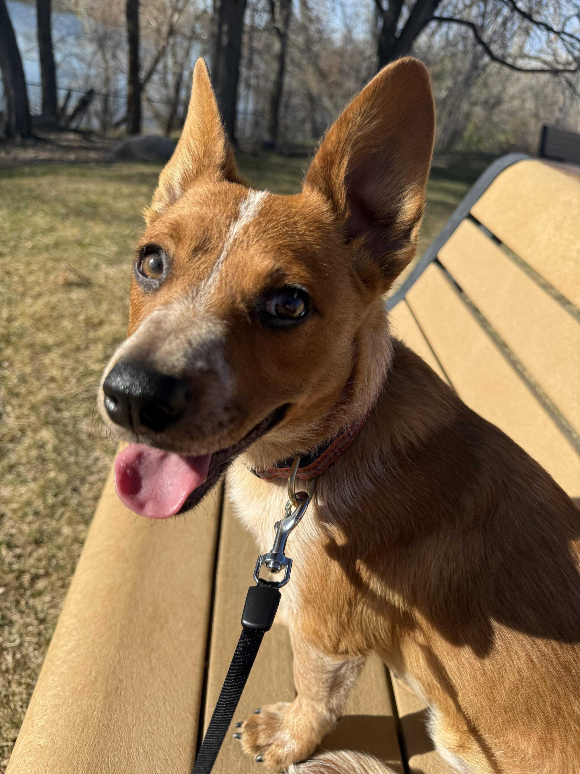 picture of a super cute dog in the summer